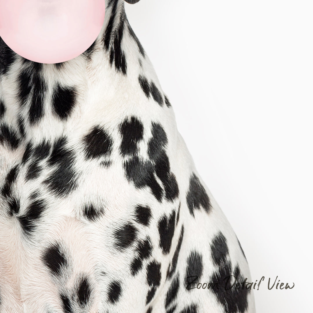 A close-up of a Dalmatian dog's head, with its distinctive spotted fur and pink bubble visible.