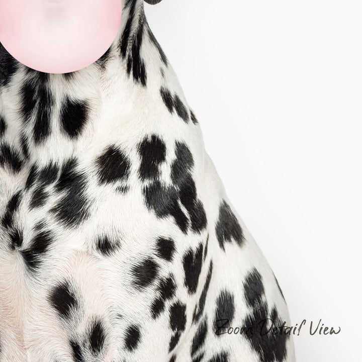 A close-up of a Dalmatian dog's head, with its distinctive spotted fur and pink bubble visible.