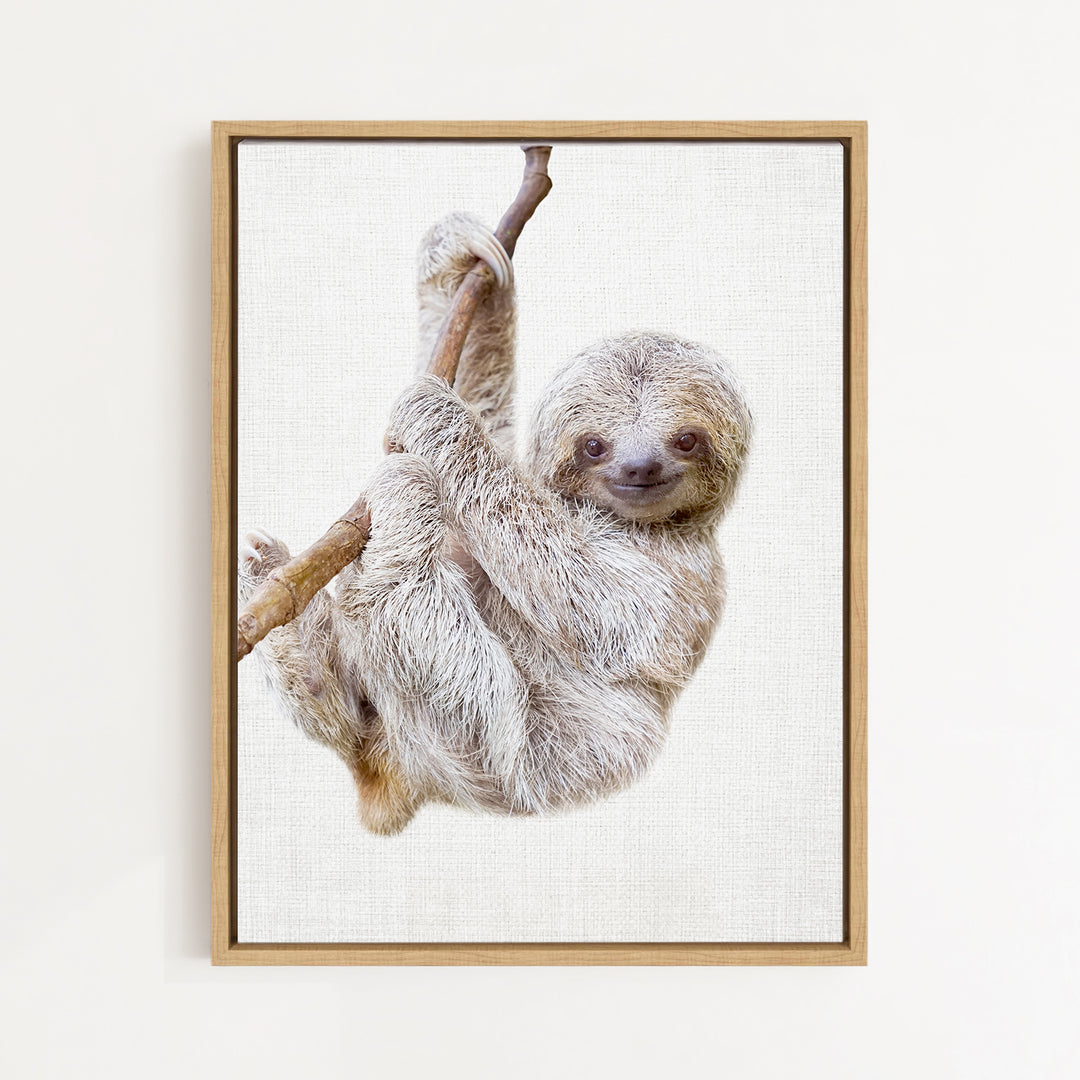 A sloth hanging from a branch, with its long, curved claws gripping the branch.