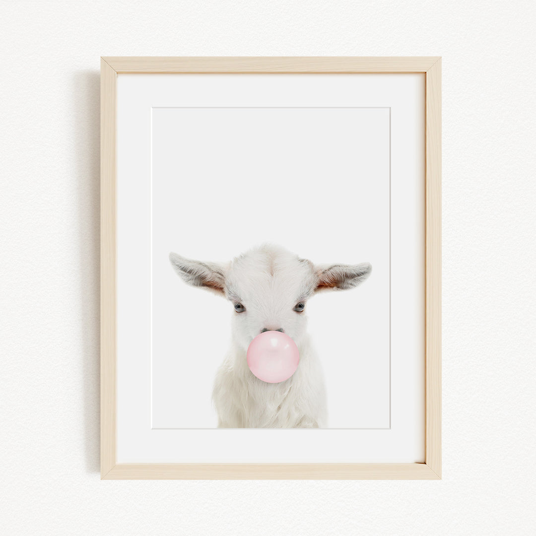 A white goat with pink bubble gum blowing in its mouth is the focus of the image.
