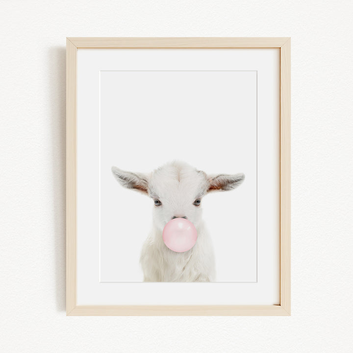A white goat with pink bubble gum blowing in its mouth is the focus of the image.