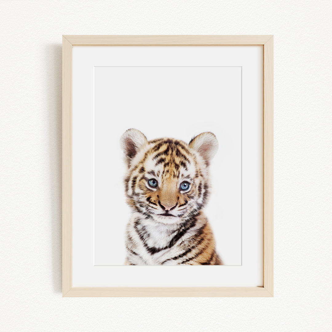 A young tiger cub with striking blue eyes and a striped coat is the focal point of the framed image.