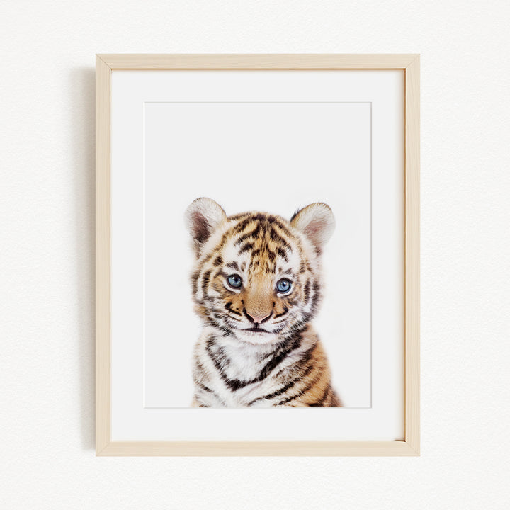 A young tiger cub with striking blue eyes and a striped coat is the focal point of the framed image.