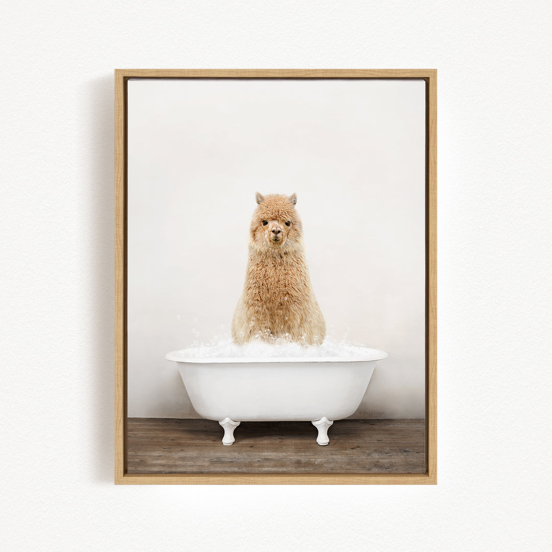 A fluffy alpaca sitting in a white bathtub filled with water, looking directly at the camera.