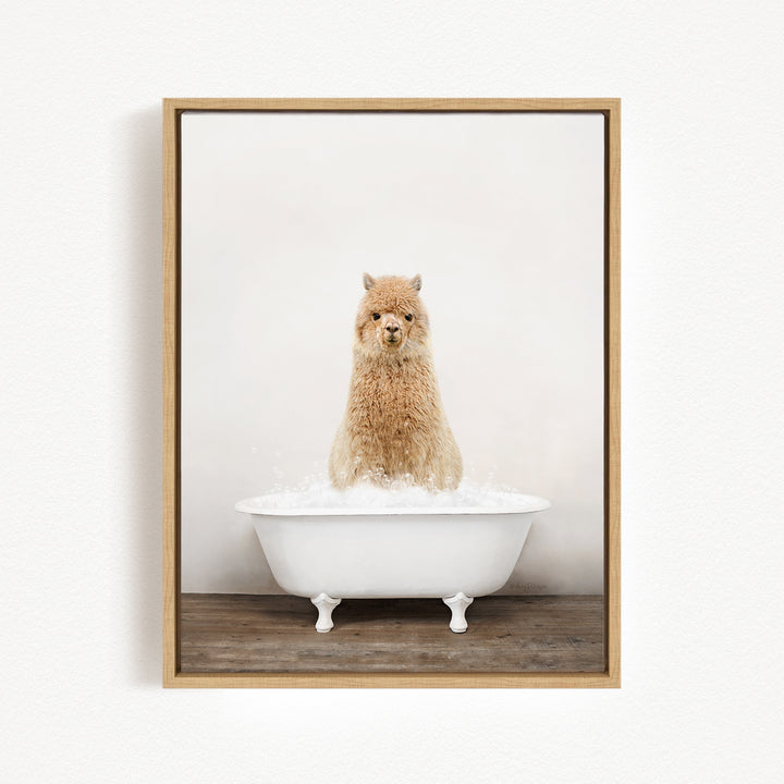 A fluffy alpaca sitting in a white bathtub filled with water, looking directly at the camera.