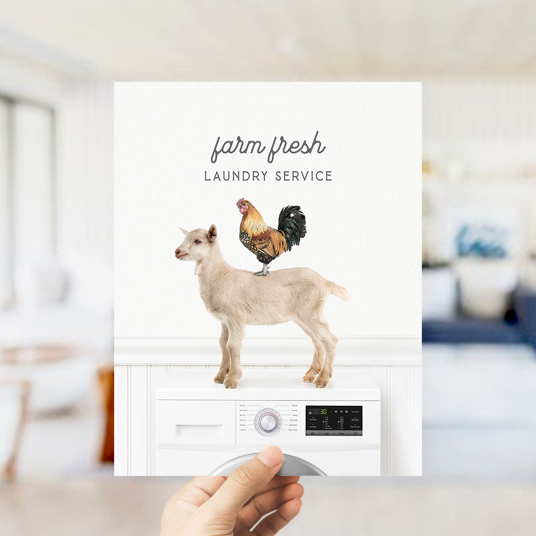 A hand is holding a flyer or advertisement for a farm fresh laundry service, featuring a goat standing on top of a washing machine.