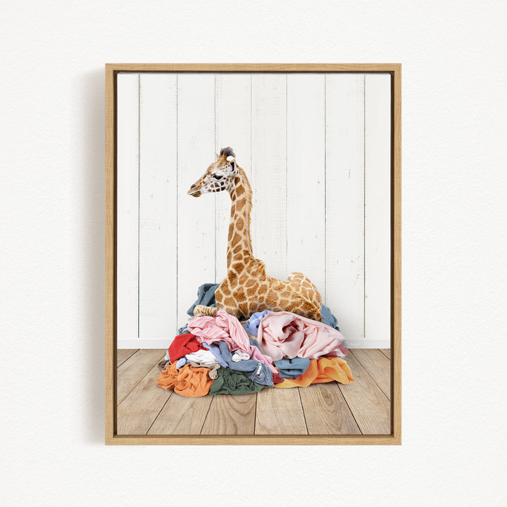 A giraffe is sitting on a pile of colorful clothes against a white wooden background.