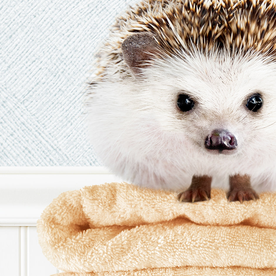 a hedge sitting on top of a pile of towels