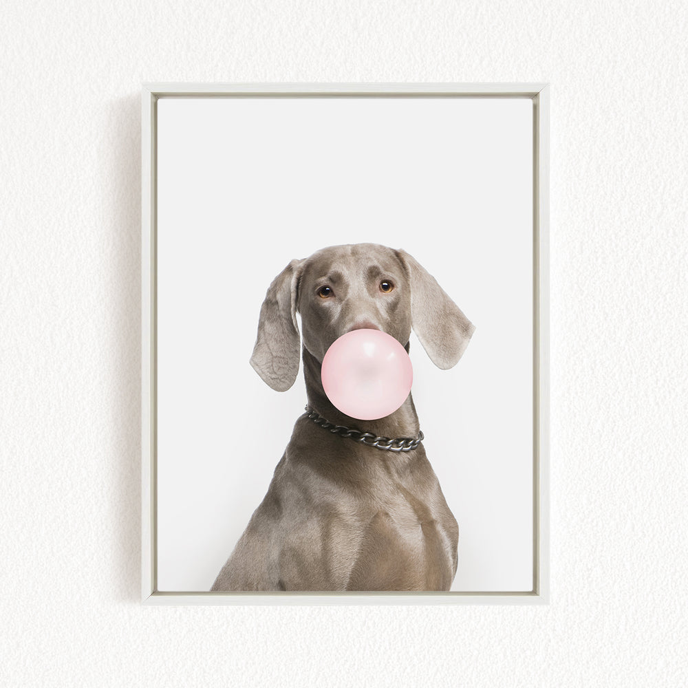 A dog is sitting on a white wall, holding a pink bubble gum bubble in its mouth.