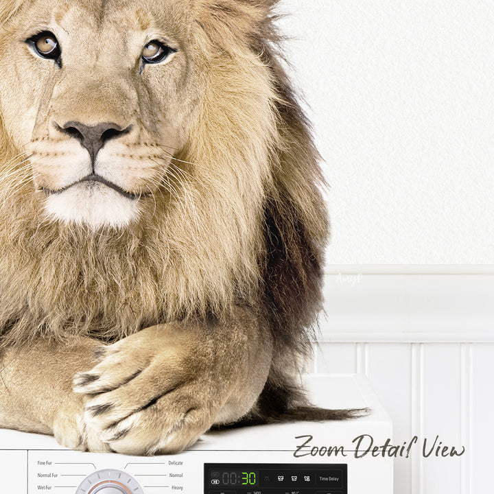 A close-up of a lion resting on a washing machine, with the text "Zoom Detail View" at the bottom.