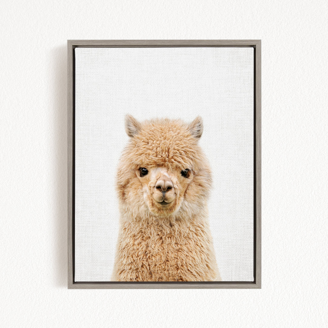 A close-up portrait of a fluffy alpaca with its head turned to the camera, set against a plain white background.