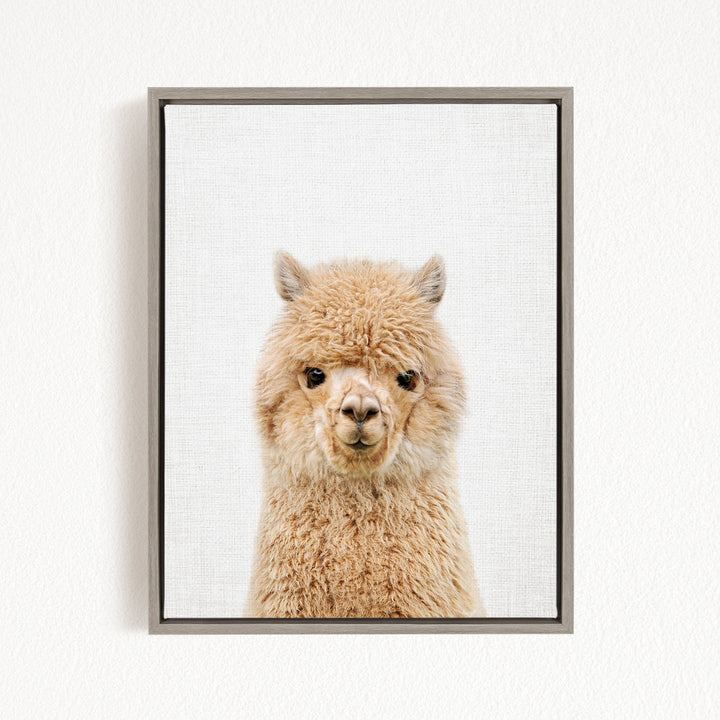 A close-up portrait of a fluffy alpaca with its head turned to the camera, set against a plain white background.