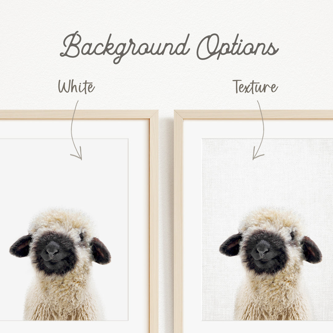 a fluffy, white sheep with black markings on its face and ears.