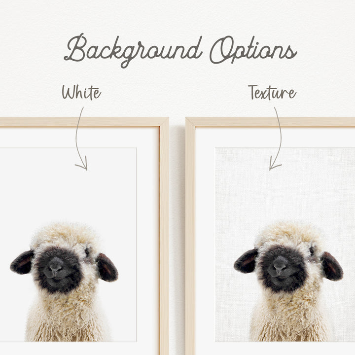 a fluffy, white sheep with black markings on its face and ears.