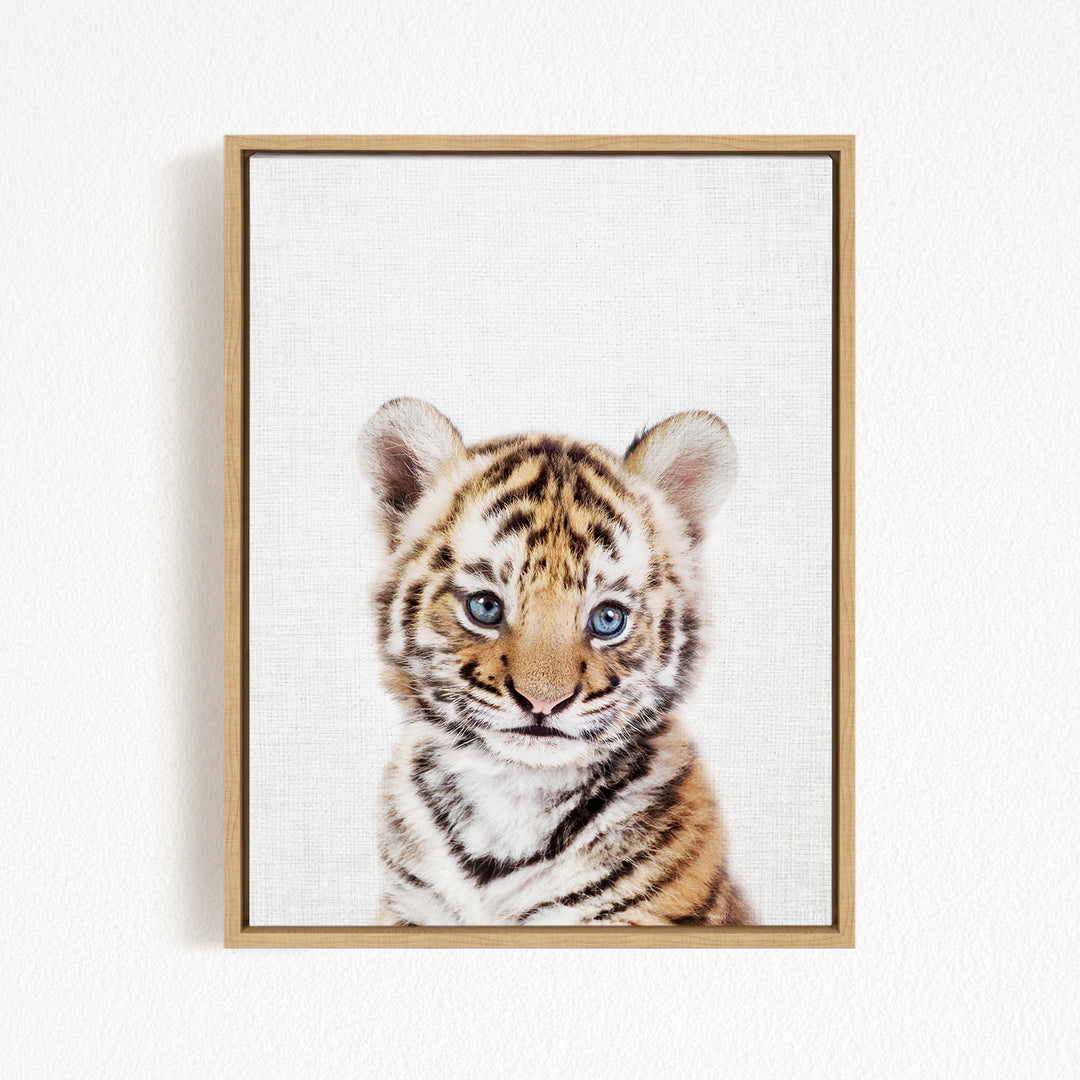 A young tiger cub with striking blue eyes and a captivating expression is the focal point of the framed image.
