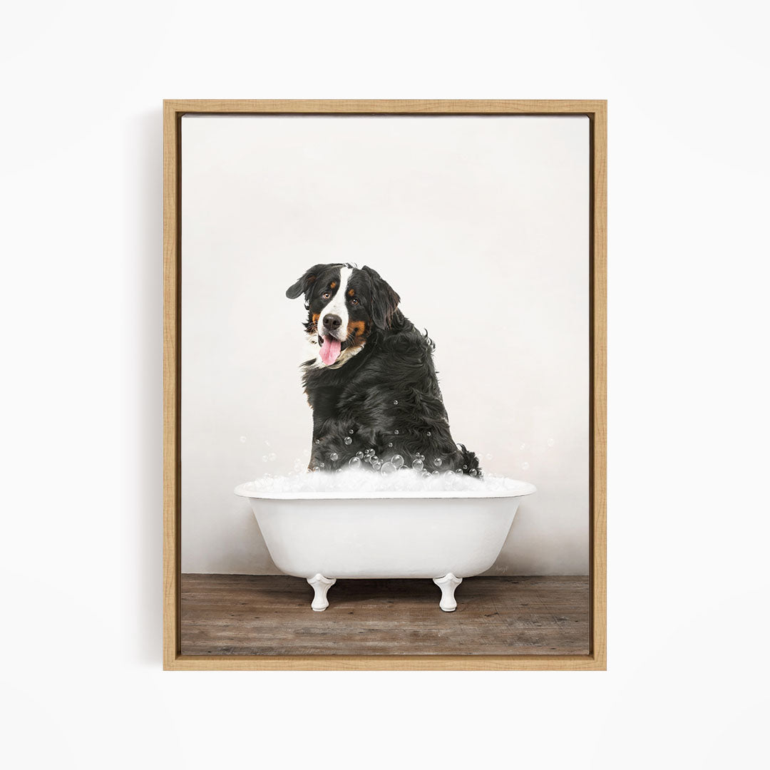 A Bernese mountain dog sitting in a white bathtub filled with bubbles, looking directly at the camera with its tongue out.
