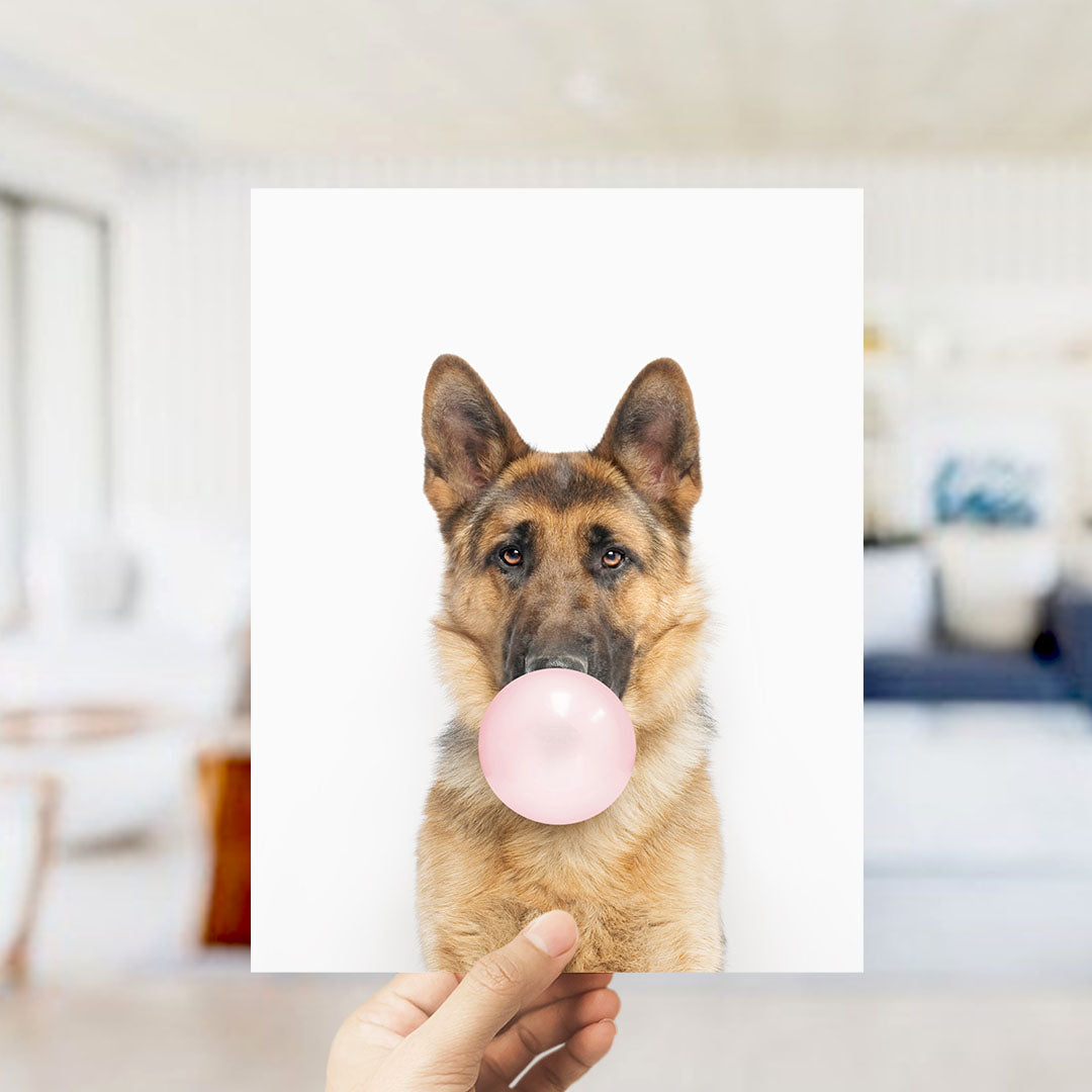 A German Shepherd dog is blowing a bubble with a pink bubble gum bubble, held up against a white background.