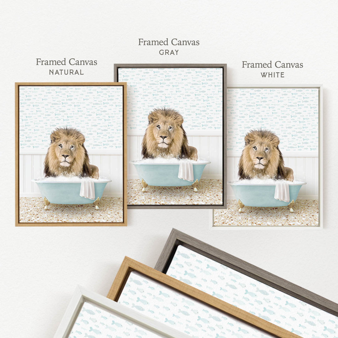 three framed pictures of a lion sitting in a bathtub, each with a different colored frame.