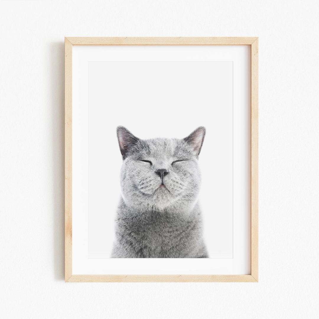 a gray cat with its eyes closed in front of a white wall