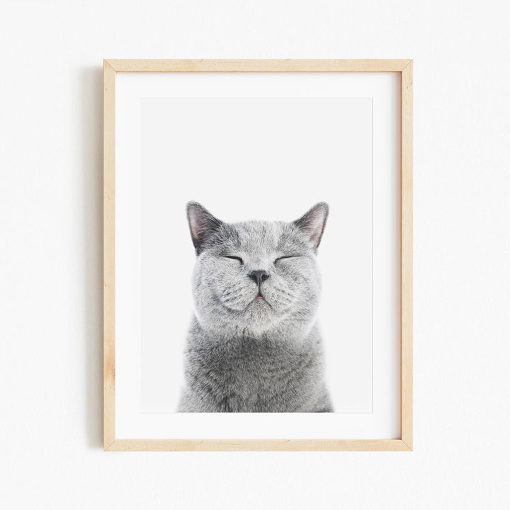 a gray cat with its eyes closed in front of a white wall