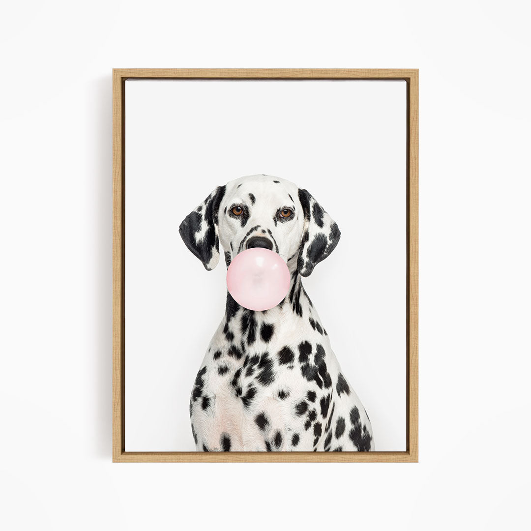 A Dalmatian dog is sitting on a white background, holding a pink bubble gum bubble in its mouth.