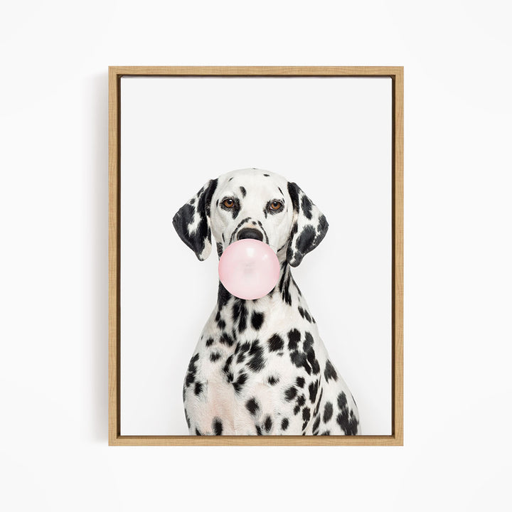 A Dalmatian dog is sitting on a white background, holding a pink bubble gum bubble in its mouth.