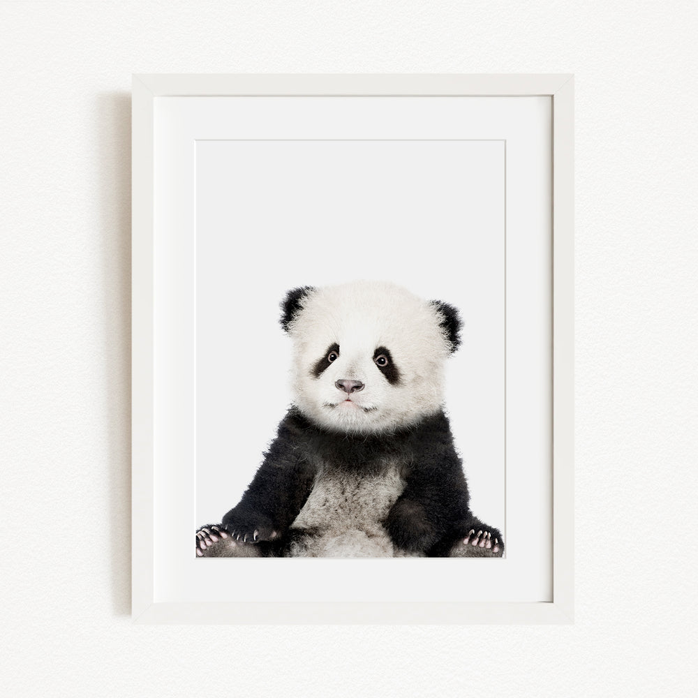 A cute panda bear sitting in a white frame against a plain background.