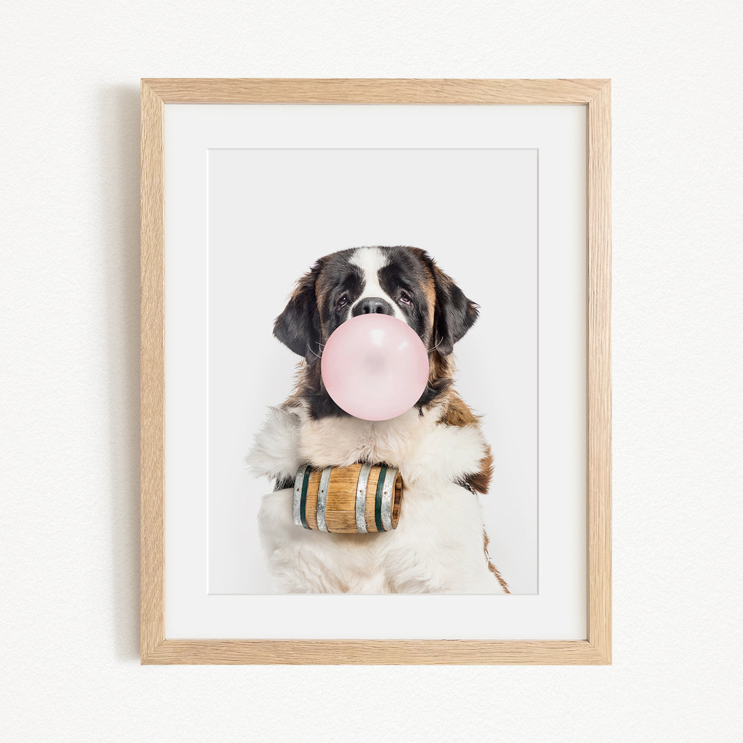 A Saint Bernard dog is sitting in front of a white background, blowing a pink bubble with a wooden barrel around its neck.