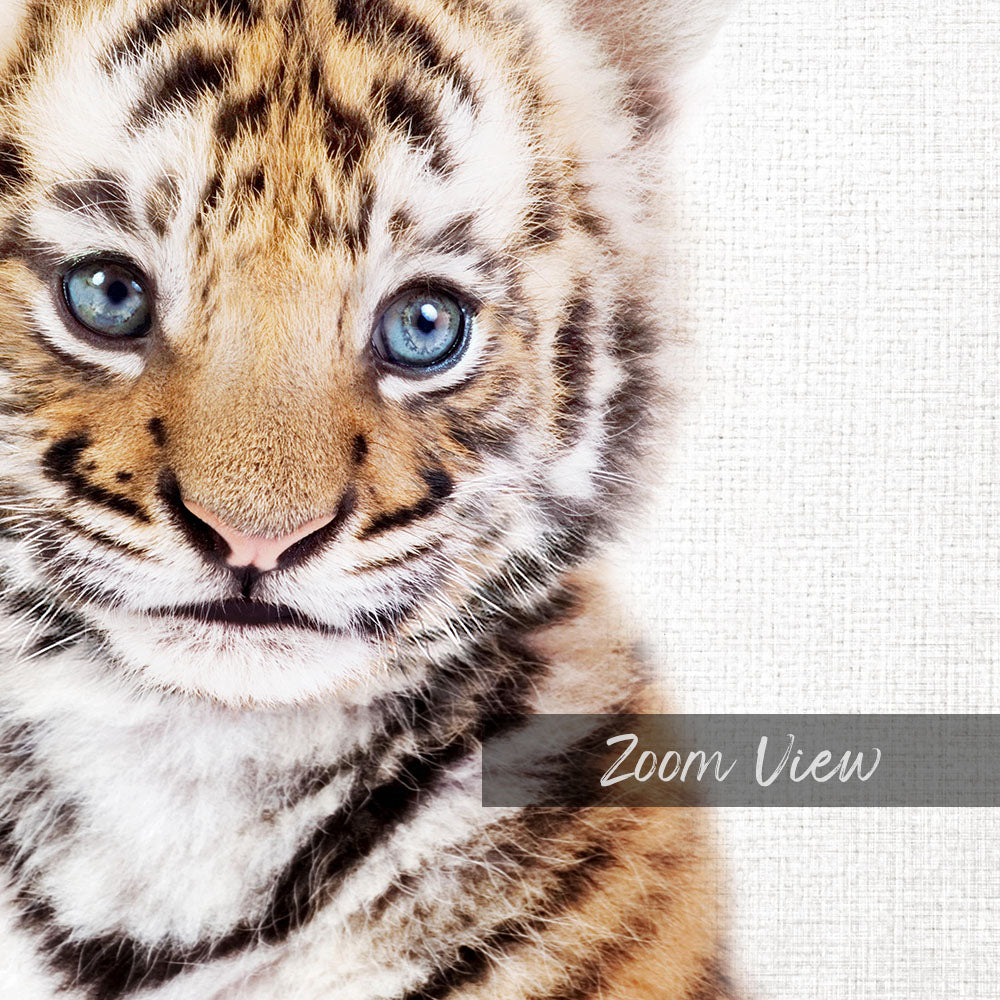 A close-up portrait of a young tiger cub with striking blue eyes and a soft, fluffy fur pattern.