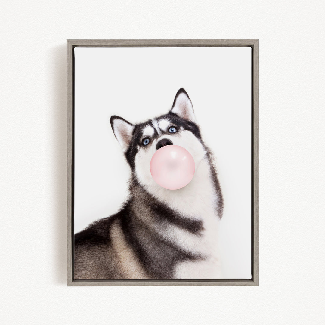 A black and white husky dog is blowing a bubble with a pink bubble gum bubble.