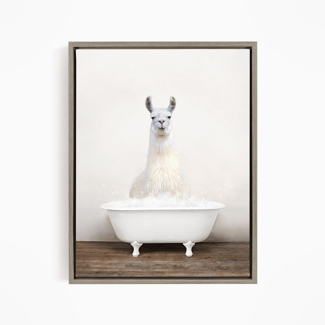 A white llama sitting in a white bathtub filled with bubbles.