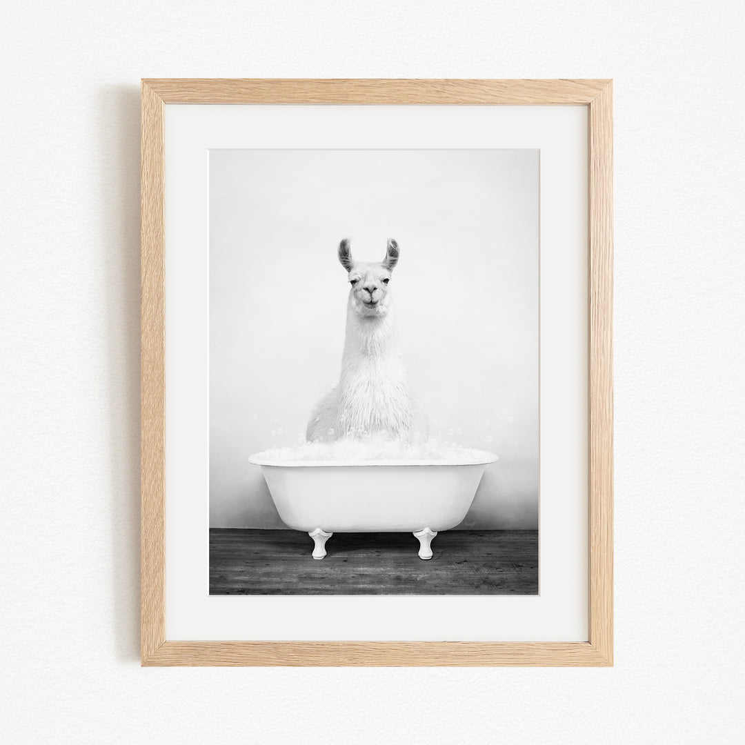 A black and white photograph of a llama sitting in a bathtub filled with water.