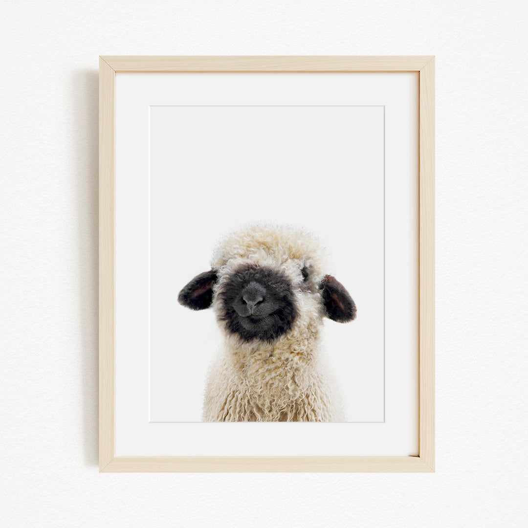 A framed photograph of a fluffy, black-faced sheep looking directly at the camera.