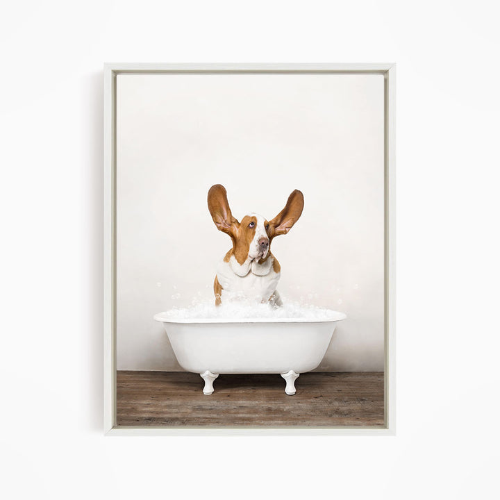 A brown and white dog sitting in a white bathtub filled with water, with its head tilted upwards and ears perked up.