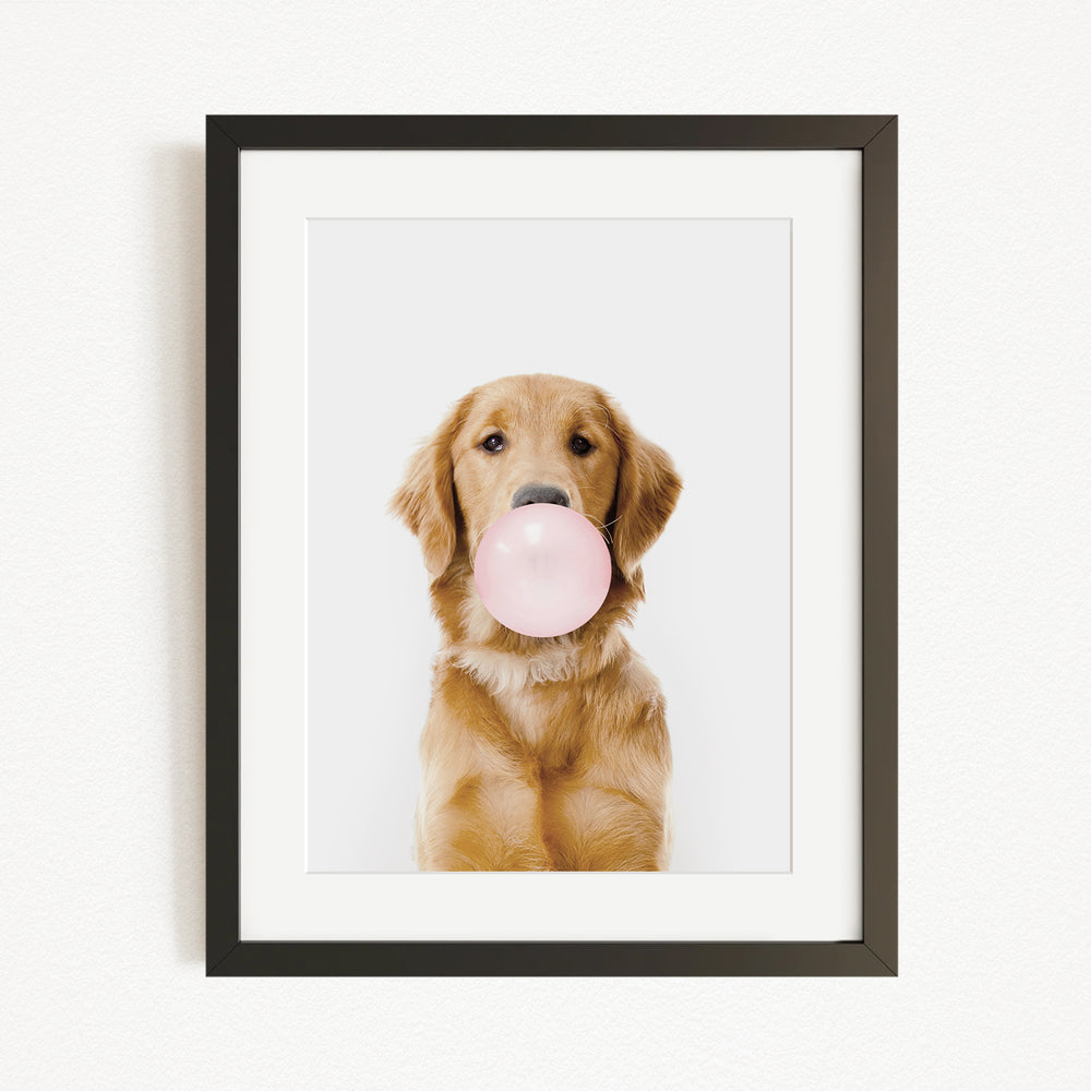 A golden retriever dog is sitting on a white background and blowing a pink bubble with its mouth.