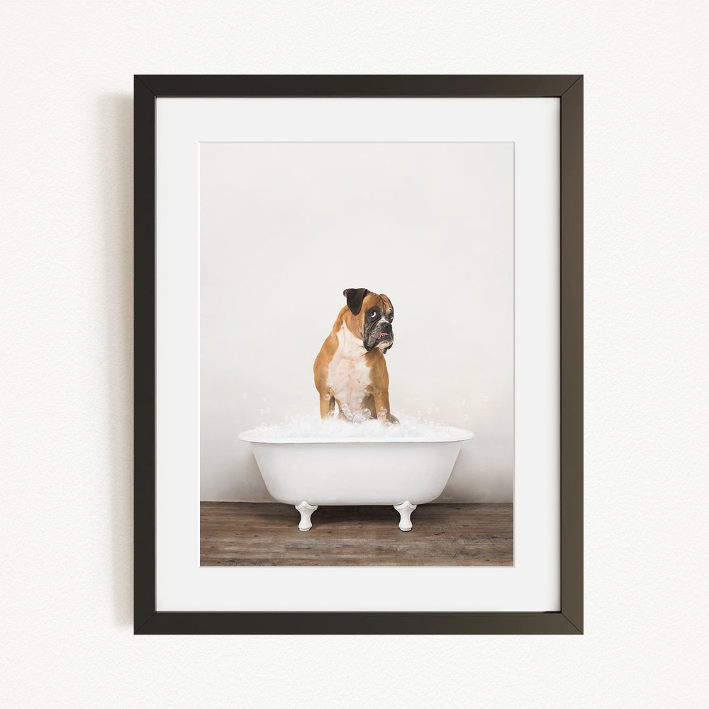 A brown and white dog sitting in a white bathtub filled with water, looking at the camera.