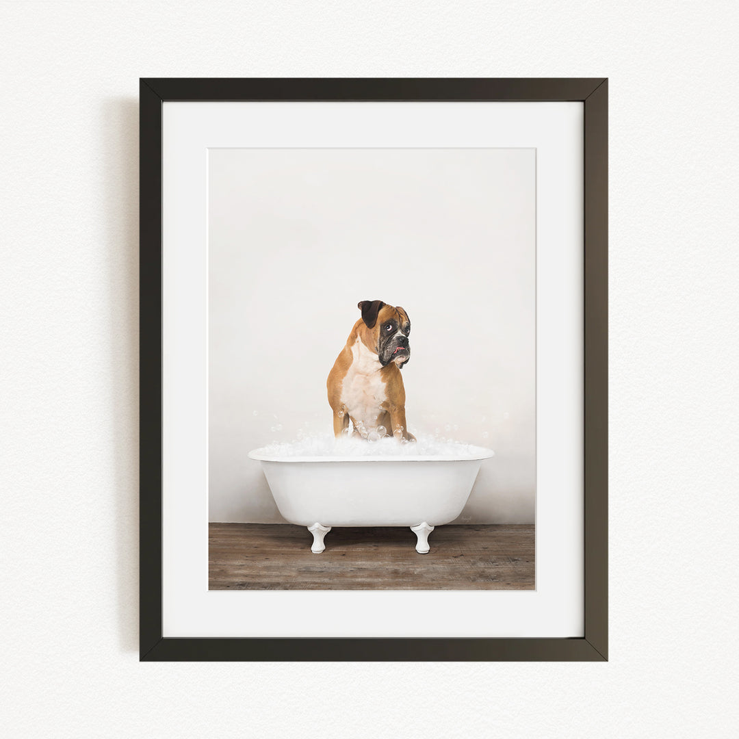 A brown and white dog sitting in a white bathtub filled with water, looking at the camera.