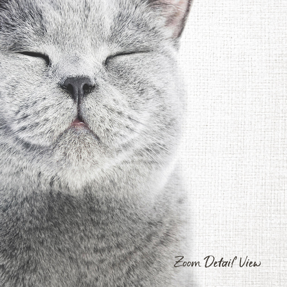 A close-up portrait of a gray cat with its eyes closed, appearing to be sleeping or resting.