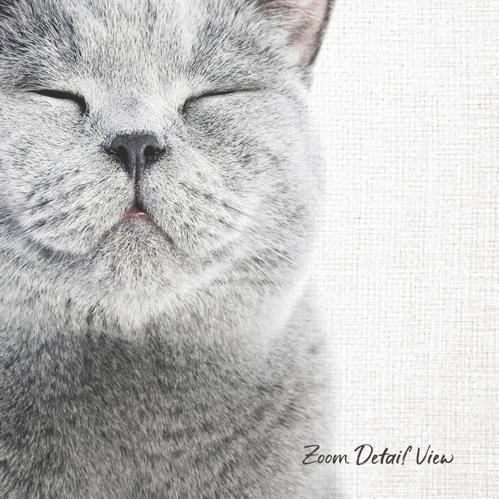 A close-up portrait of a gray cat with its eyes closed, appearing to be sleeping or resting.