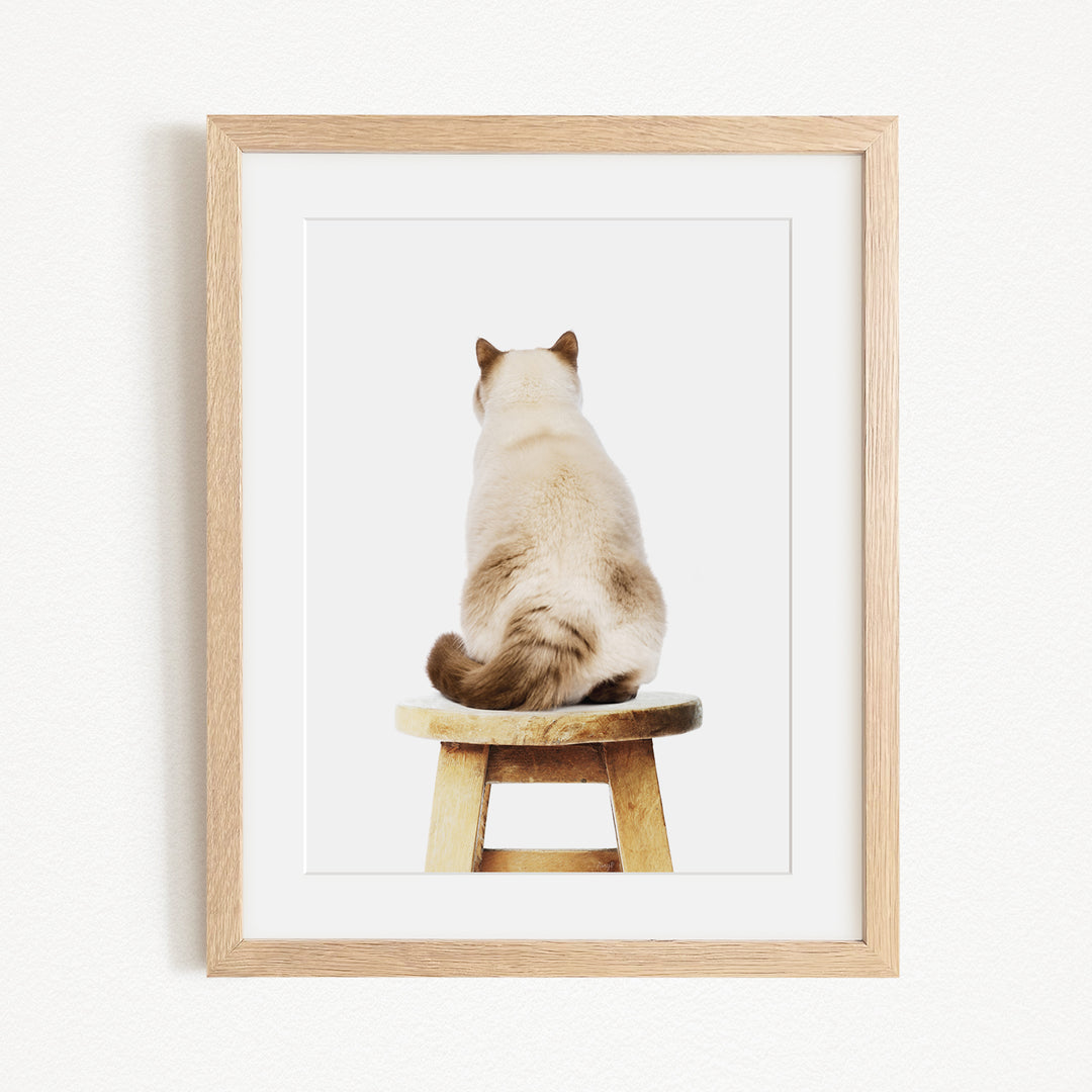 A white cat is sitting on a wooden stool, facing away from the camera.