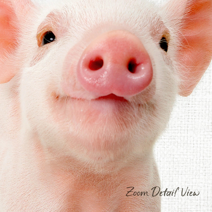 A close-up portrait of a cute, pink pig with a pink nose and a friendly expression.