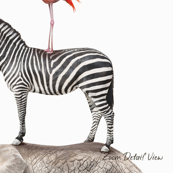 A zebra standing on top of an elephant's back.
