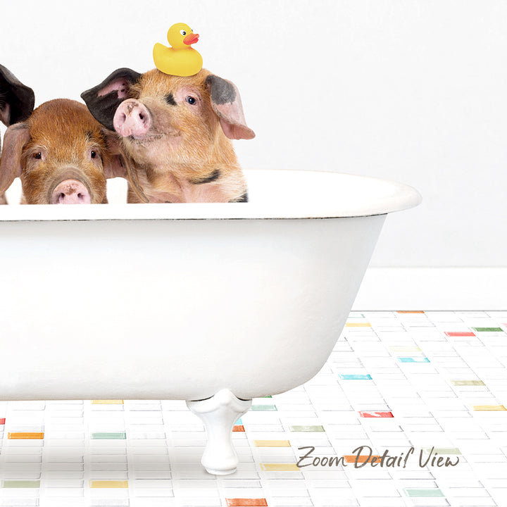 Two adorable pigs sitting in a white bathtub, one with a yellow rubber duck on its head.