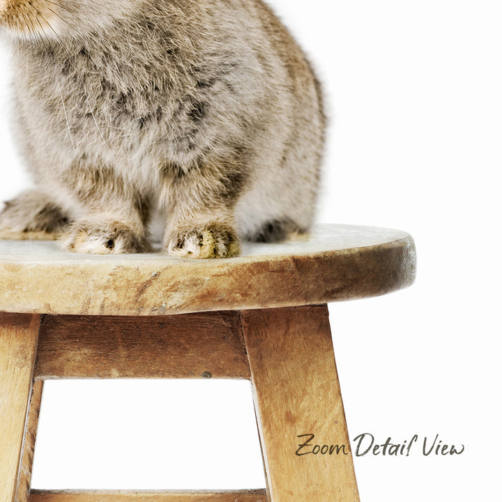 A fluffy gray cat sitting on a wooden stool.