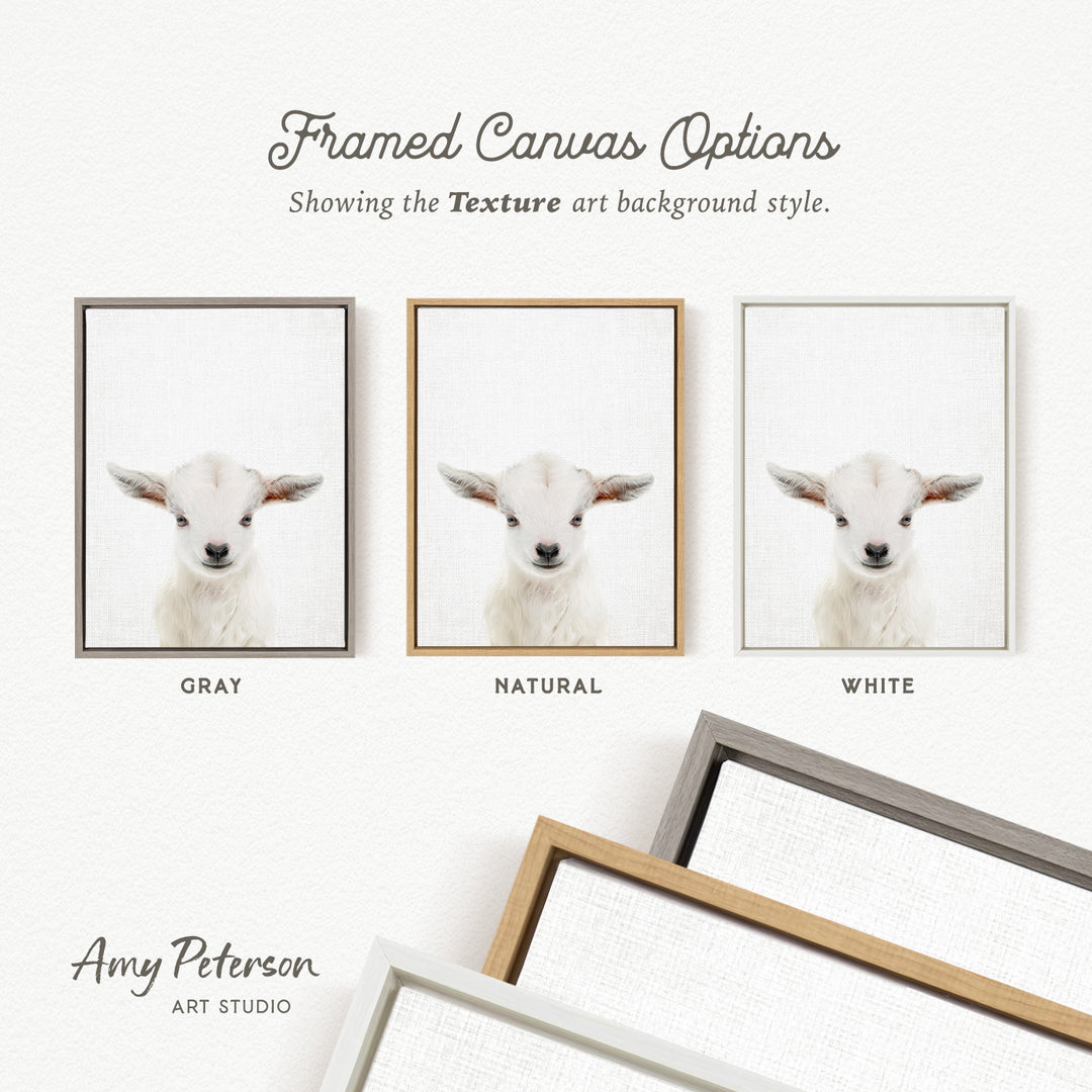 three framed canvas options, each with a white lamb image in a different color background style: gray, natural, and white.