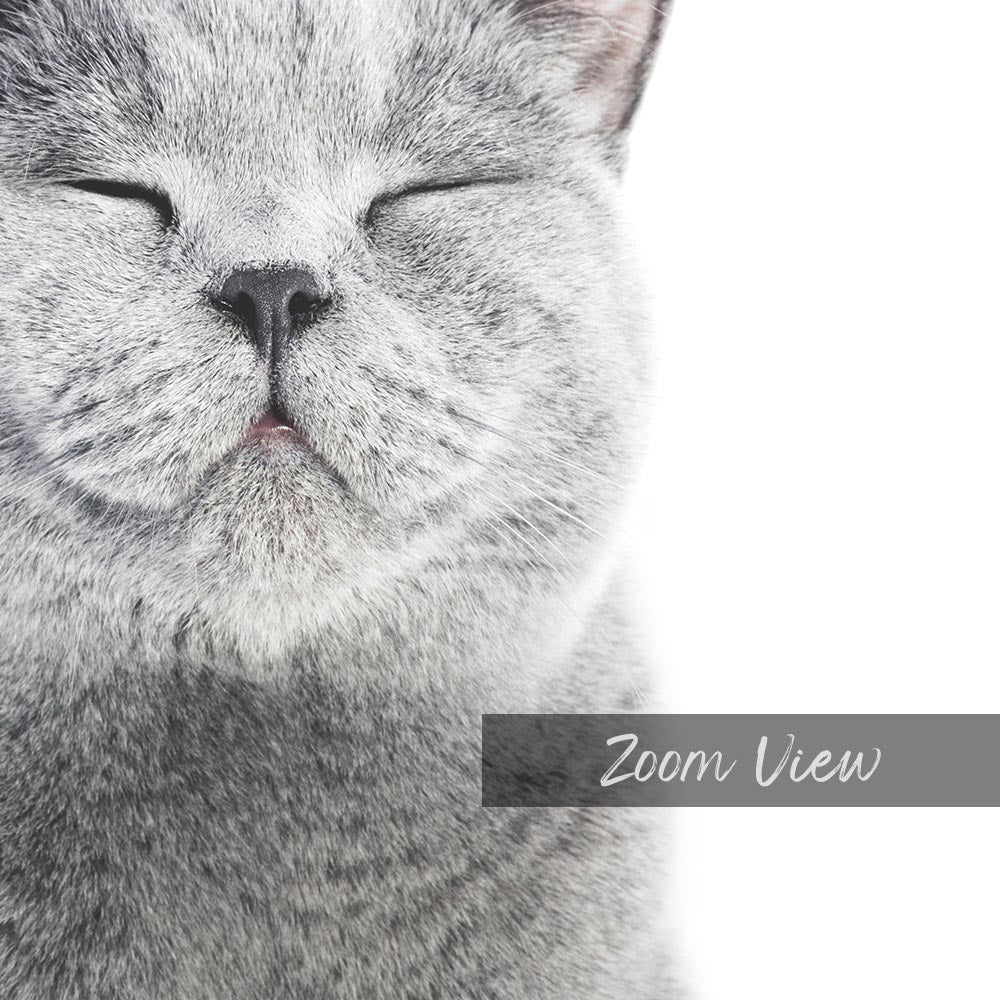 a gray cat is sleeping with its eyes closed