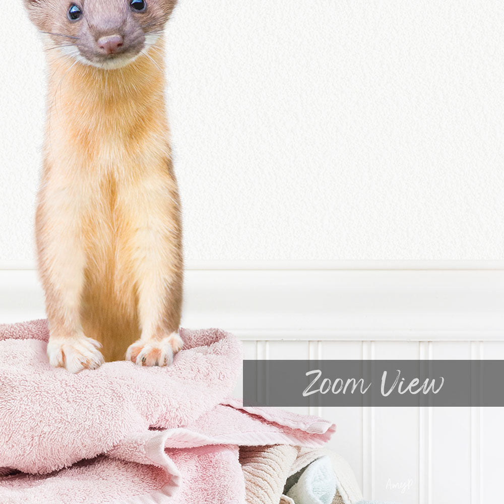 A small brown cat sitting on a pink towel, with a white wall and a text overlay that reads "Zoom View".