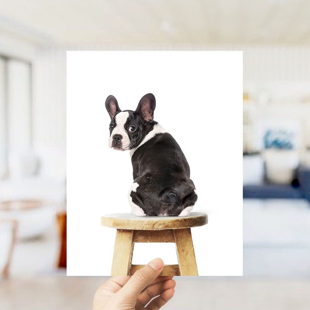 A black and white dog sitting on a wooden stool.