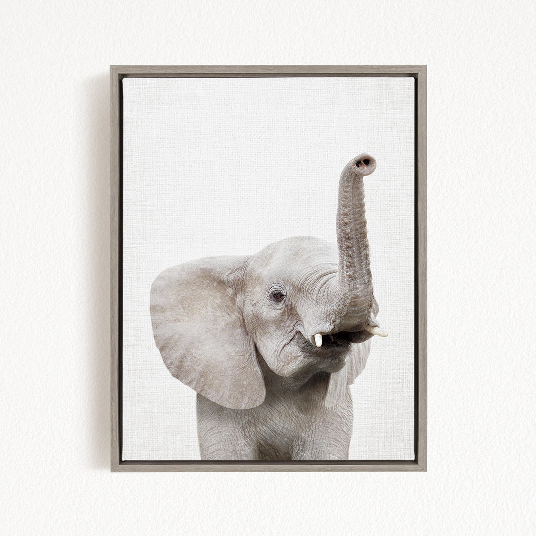 A gray elephant with large ears and tusks is standing against a white background, looking directly at the camera.