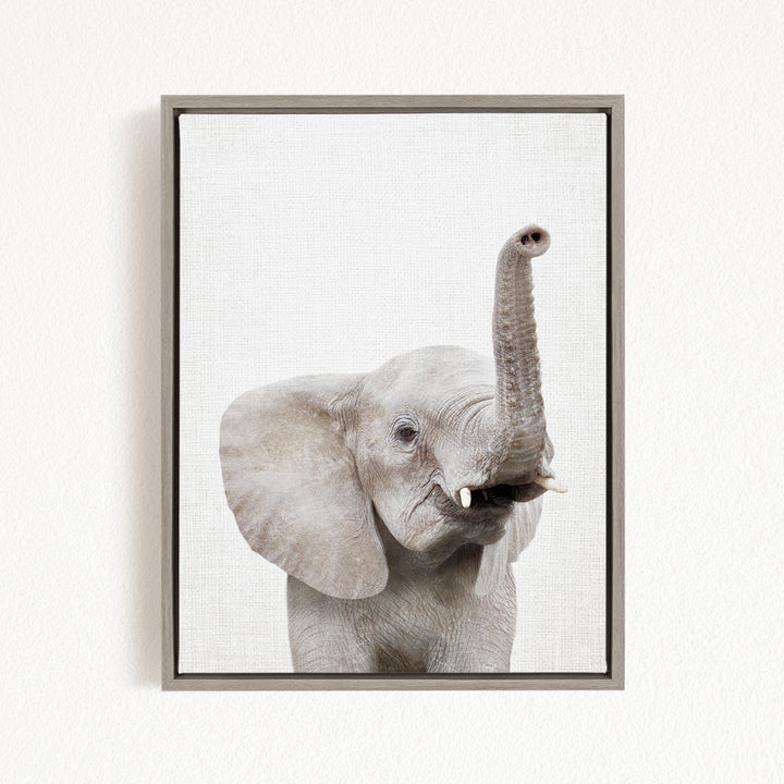 A gray elephant with large ears and tusks is standing against a white background, looking directly at the camera.